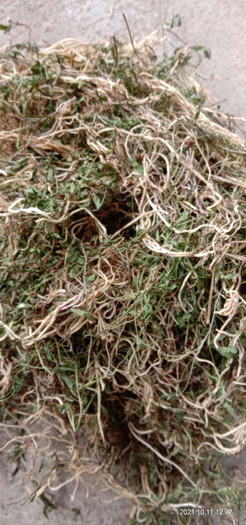 半边莲，新货上市质量保证，颜色青