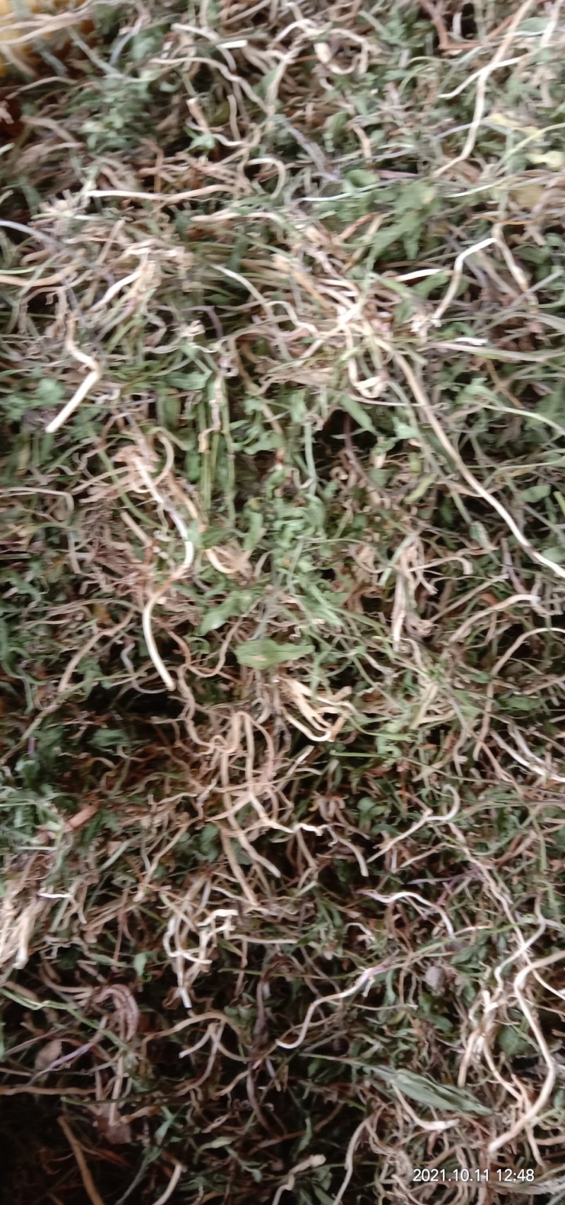半边莲，新货上市质量保证，颜色青