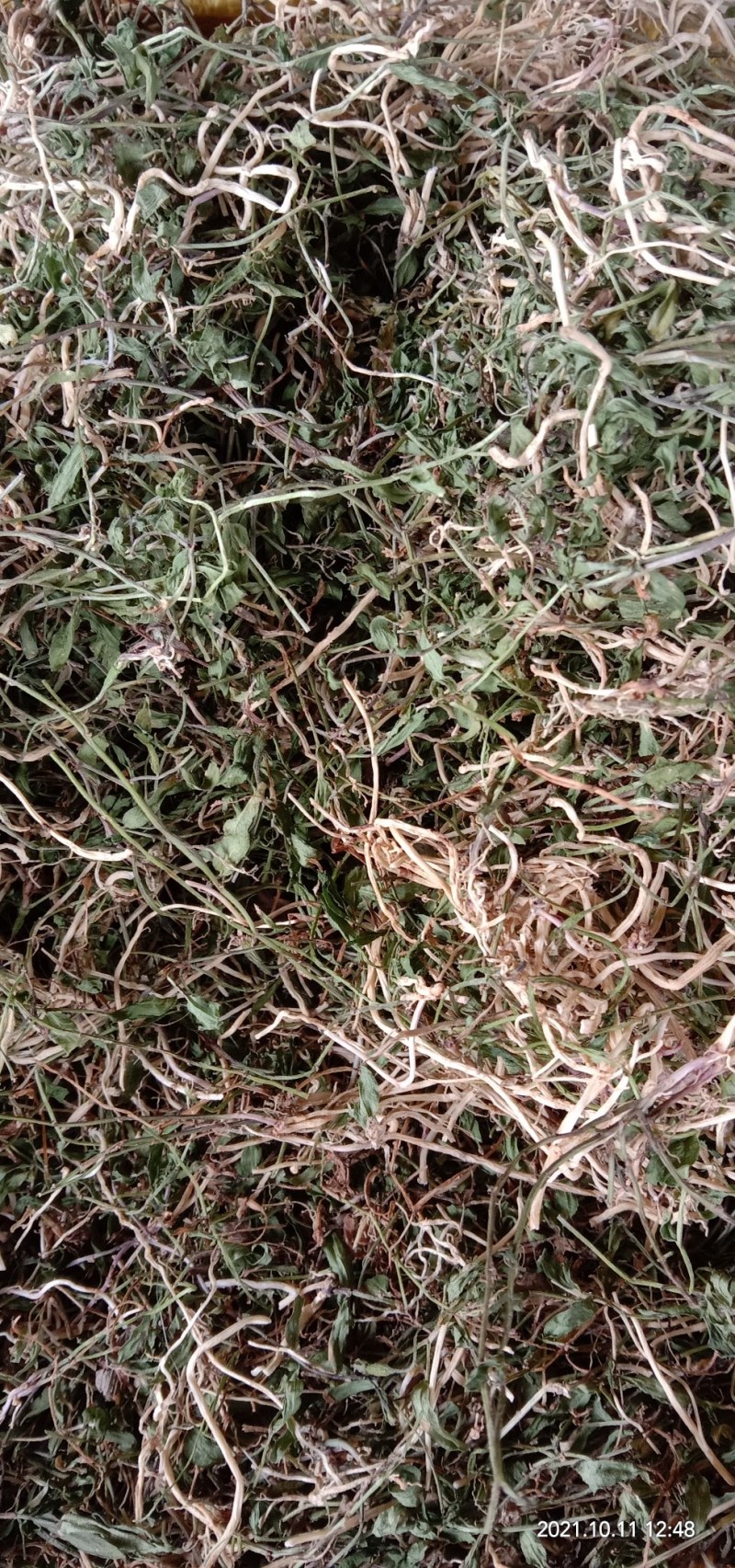 半边莲，新货上市质量保证，颜色青