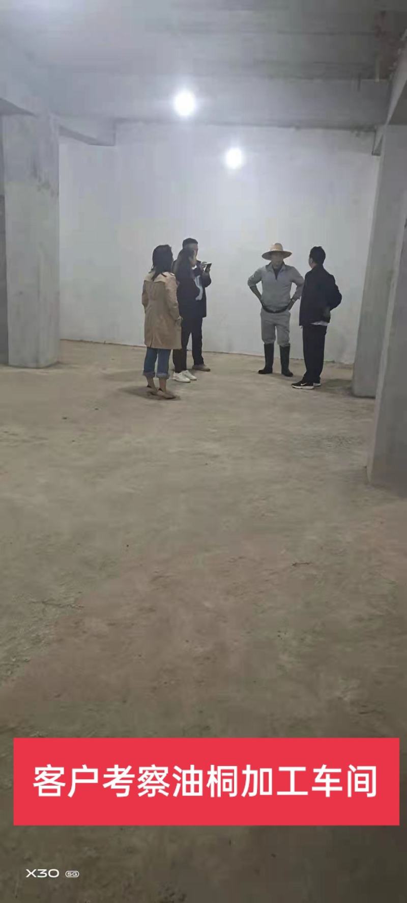 三年桐优良品种，买油桐树苗请选择重庆俊尧专业油桐培育公司