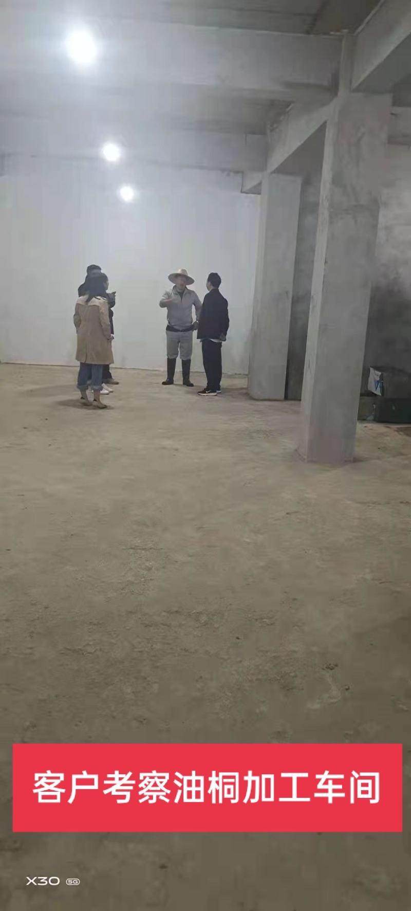 三年桐优良品种，买油桐树苗请选择重庆俊尧专业油桐培育公司