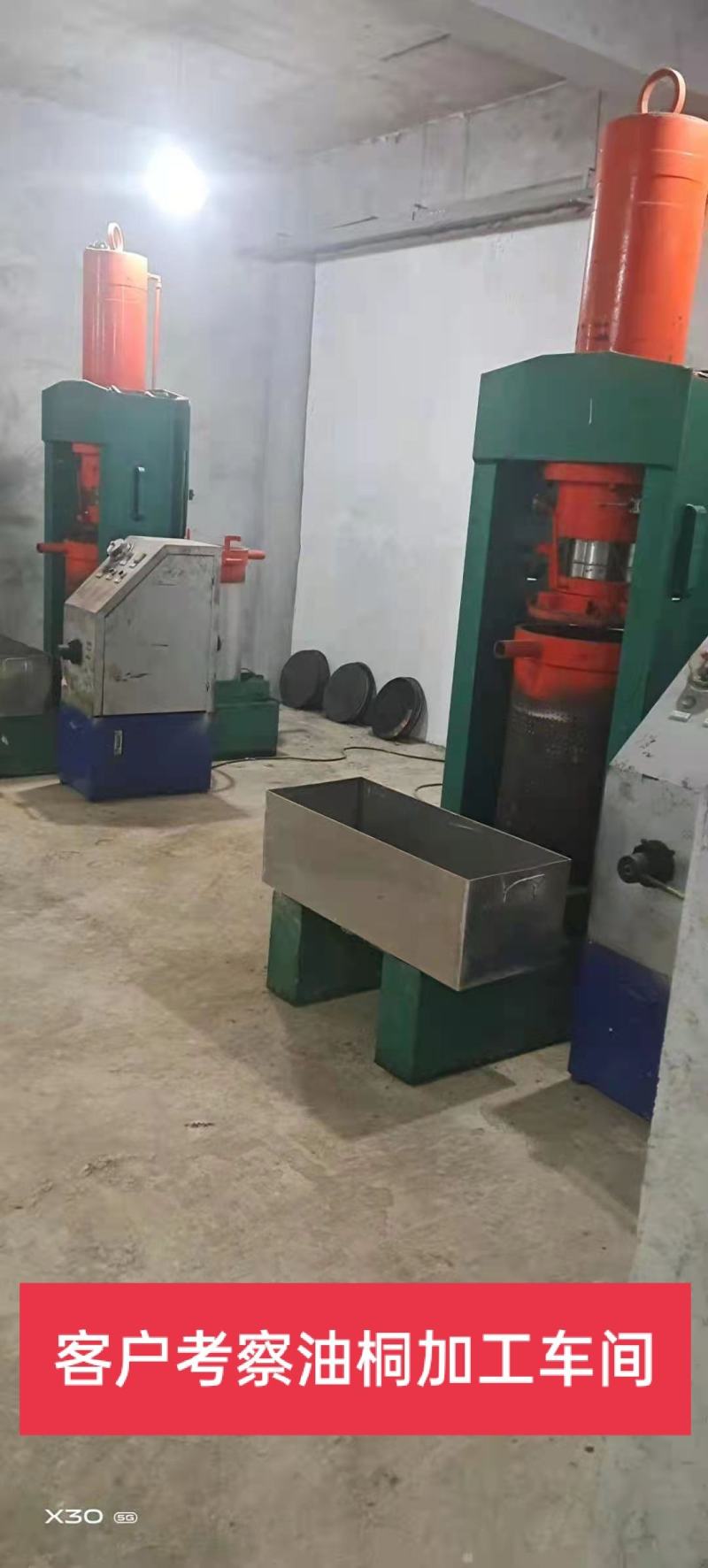 三年桐优良品种，买油桐树苗请选择重庆俊尧专业油桐培育公司