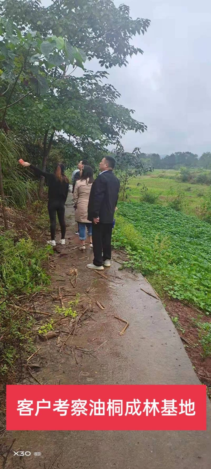 三年桐优良品种，买油桐树苗请选择重庆俊尧专业油桐培育公司