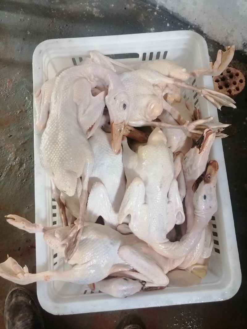 常年供养散养黄油老麻鸭，蛋鸭，老水鸭，农村一手货源。
