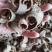 厚朴四川量大从优过筛无沫