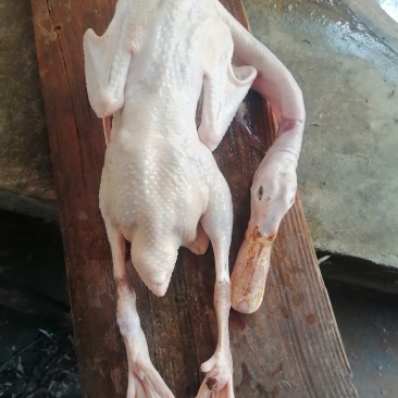 常年供养散养黄油老麻鸭，蛋鸭，老水鸭，农村一手货源。