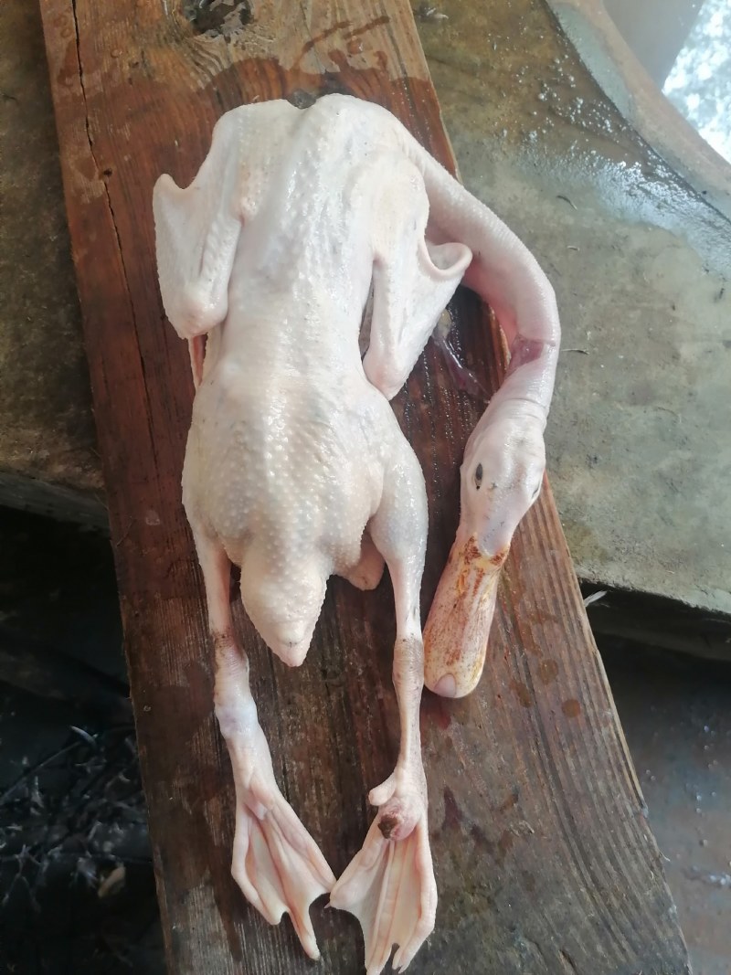 常年供养散养黄油老麻鸭，蛋鸭，老水鸭，农村一手货源。