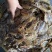 东山岛小号墨鱼干淡干日晒目鱼干20-25头一斤包邮