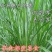 皇竹草甜象草巨菌草种节多年生牧草高产牧草