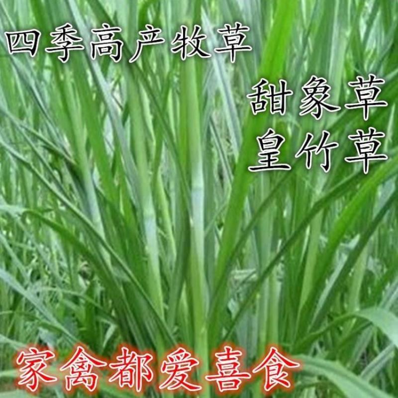 皇竹草甜象草巨菌草种节多年生牧草高产牧草