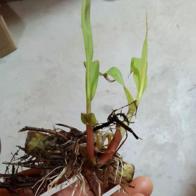 皇竹草甜象草巨菌草种节多年生牧草高产牧草