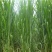 皇竹草甜象草巨菌草种节多年生牧草高产牧草
