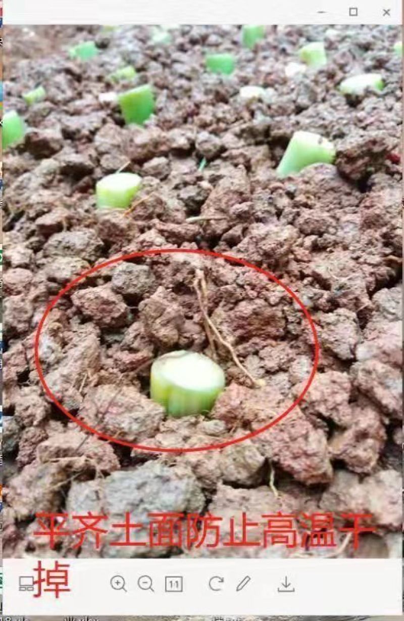 皇竹草甜象草巨菌草种节多年生牧草高产牧草