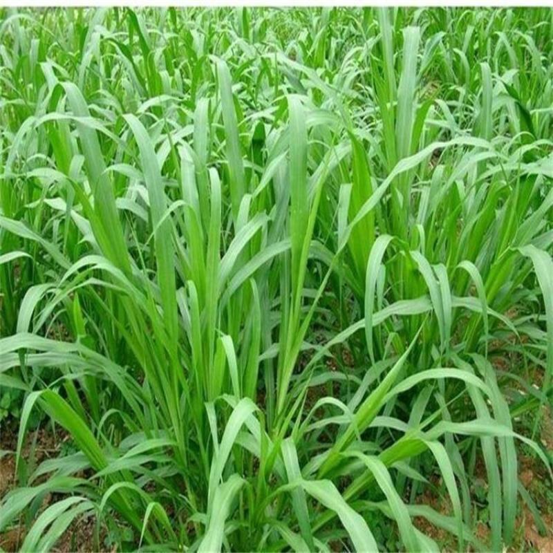 皇竹草甜象草巨菌草种节多年生牧草高产牧草