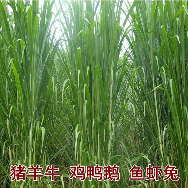 皇竹草甜象草巨菌草种节多年生牧草高产牧草