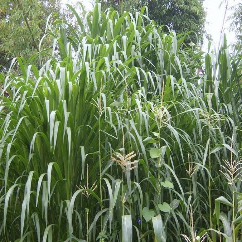 皇竹草甜象草巨菌草种节多年生牧草高产牧草