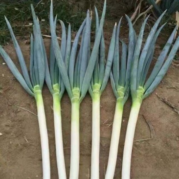 庄河铁杆大葱大量上市，量大质量好，欢迎老板咨询采购