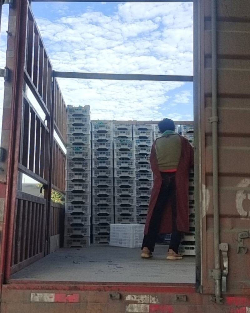 阳光玫瑰葡萄【供应商超、超市、电商团购平台】