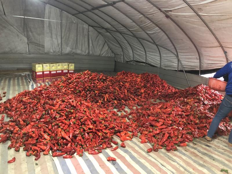 芜湖椒各类品种已经上市，有需要的老板们可以联系了