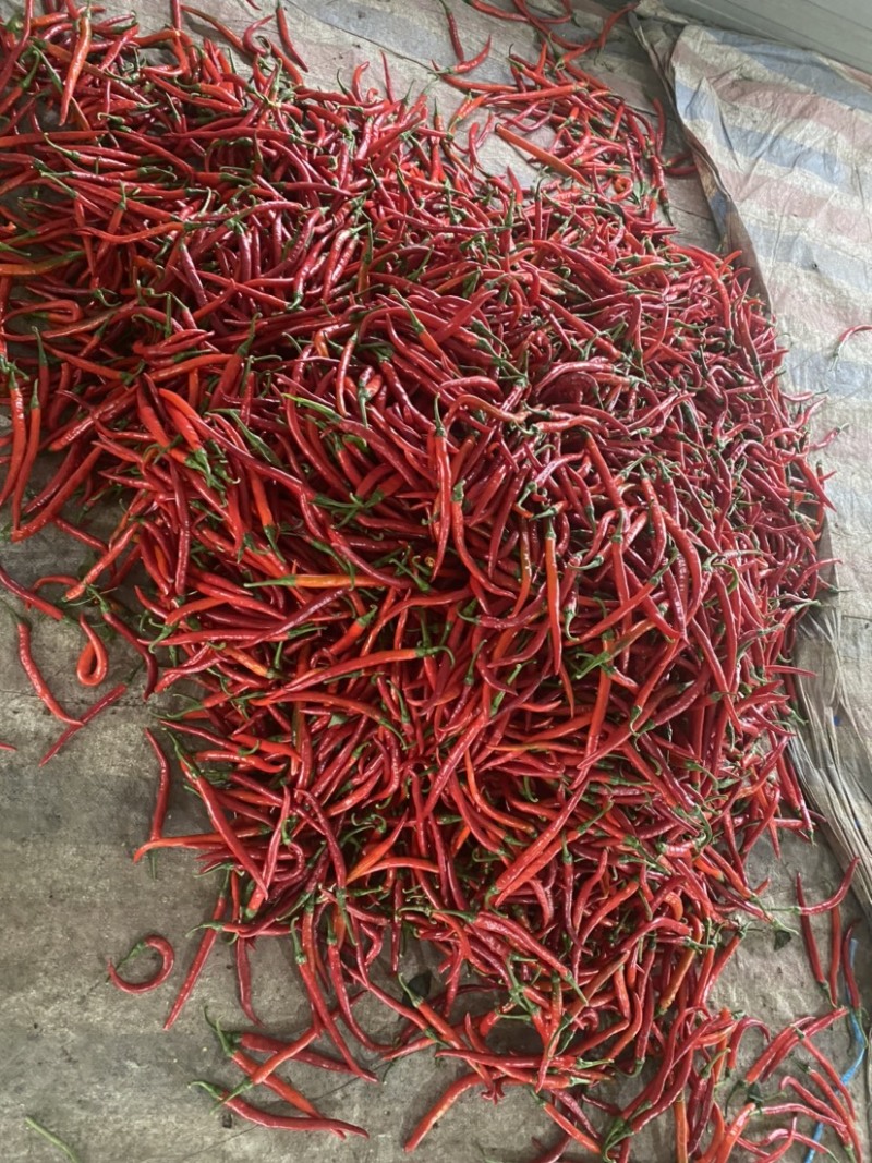 芜湖椒各类品种已经上市，有需要的老板们可以联系了