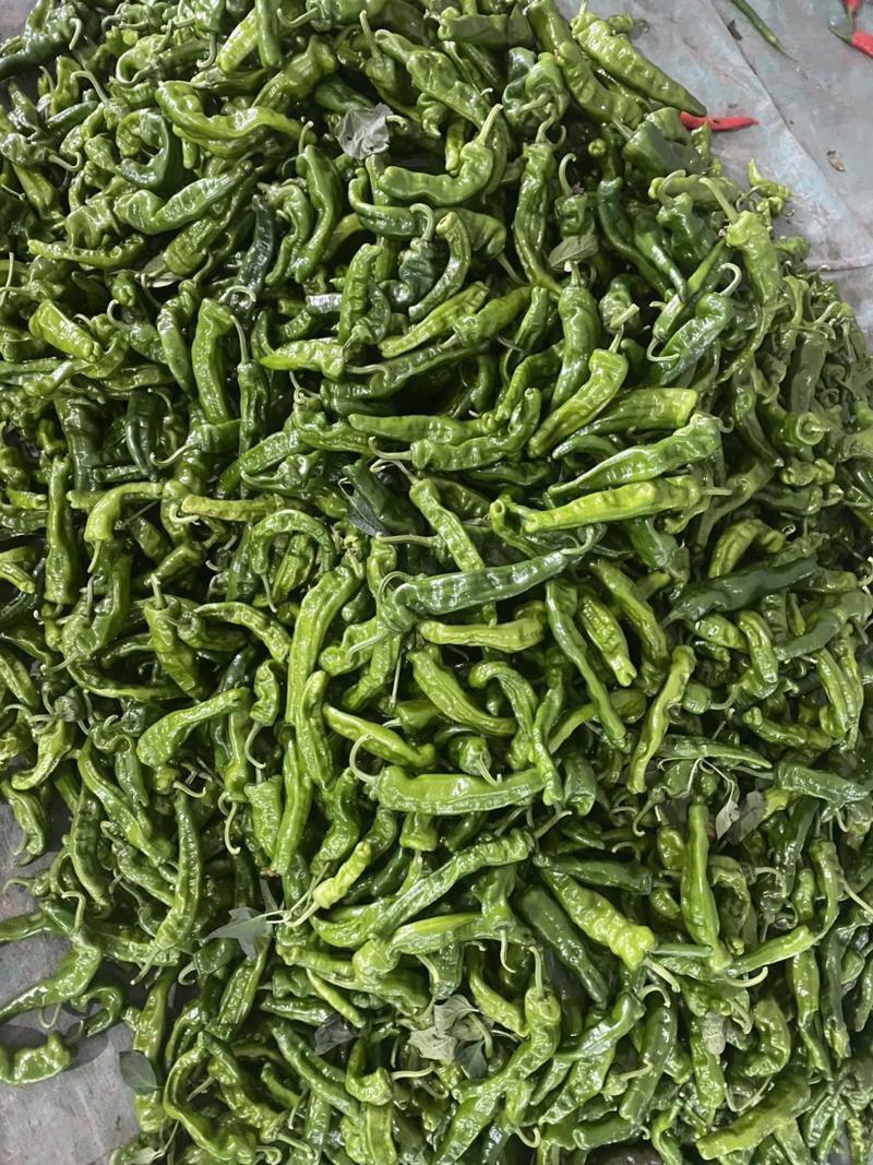 芜湖椒各类品种已经上市，有需要的老板们可以联系了