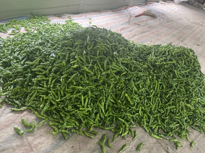 芜湖椒各类品种已经上市，有需要的老板们可以联系了