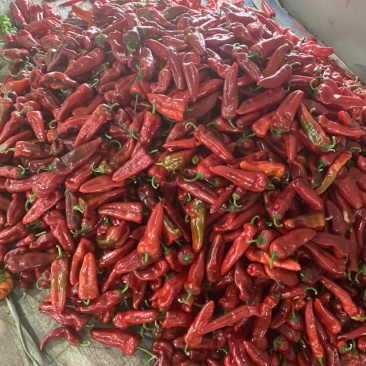 芜湖椒各类品种已经上市，有需要的老板们可以联系了