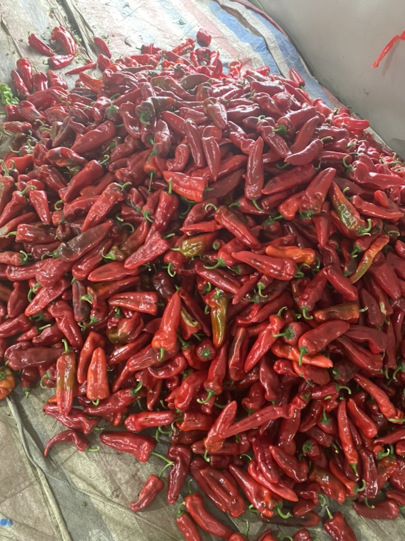 芜湖椒各类品种已经上市，有需要的老板们可以联系了