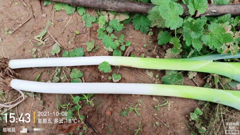 邢台临城长白大葱纯白30-35公分分叉50-60公分