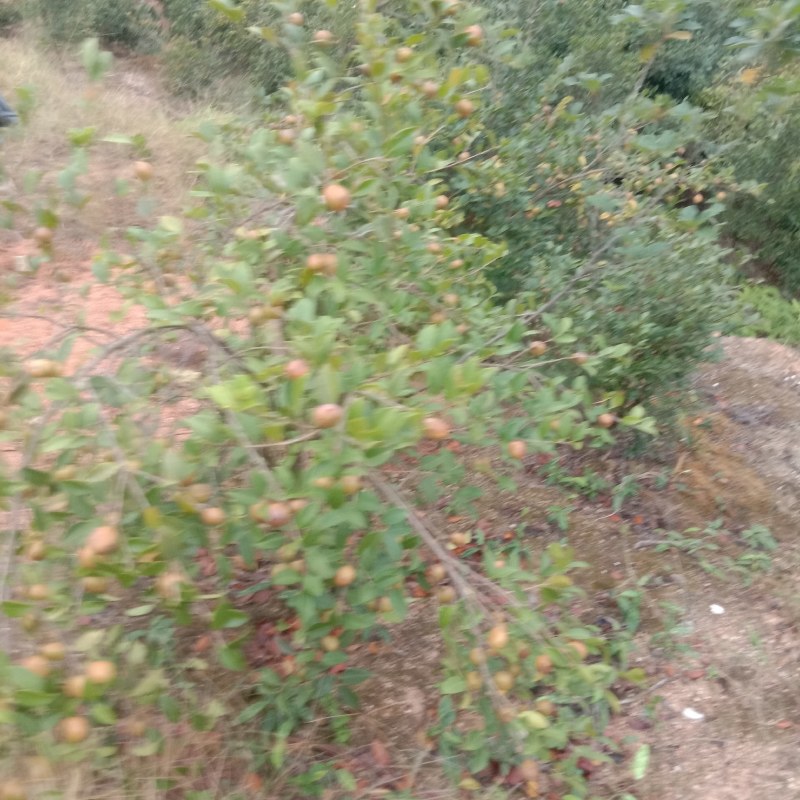 油茶鲜果
