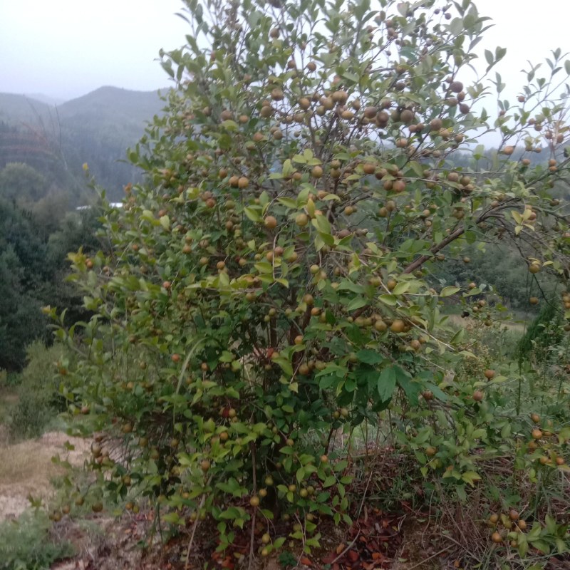 油茶鲜果