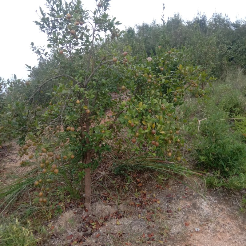 油茶鲜果