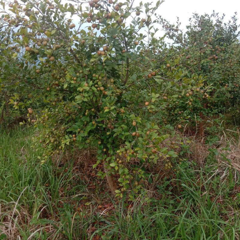 油茶鲜果