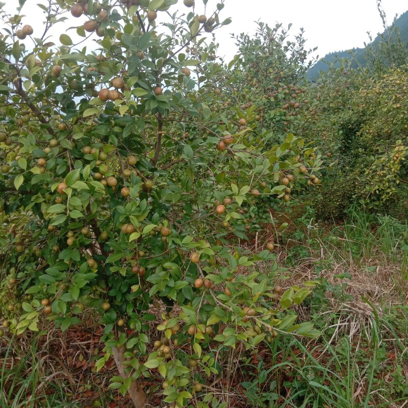 油茶鲜果