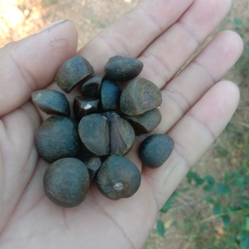 油茶籽