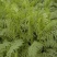 沙打旺种子多年生牧草牲畜饲料耐旱耐寒牧草防风固土