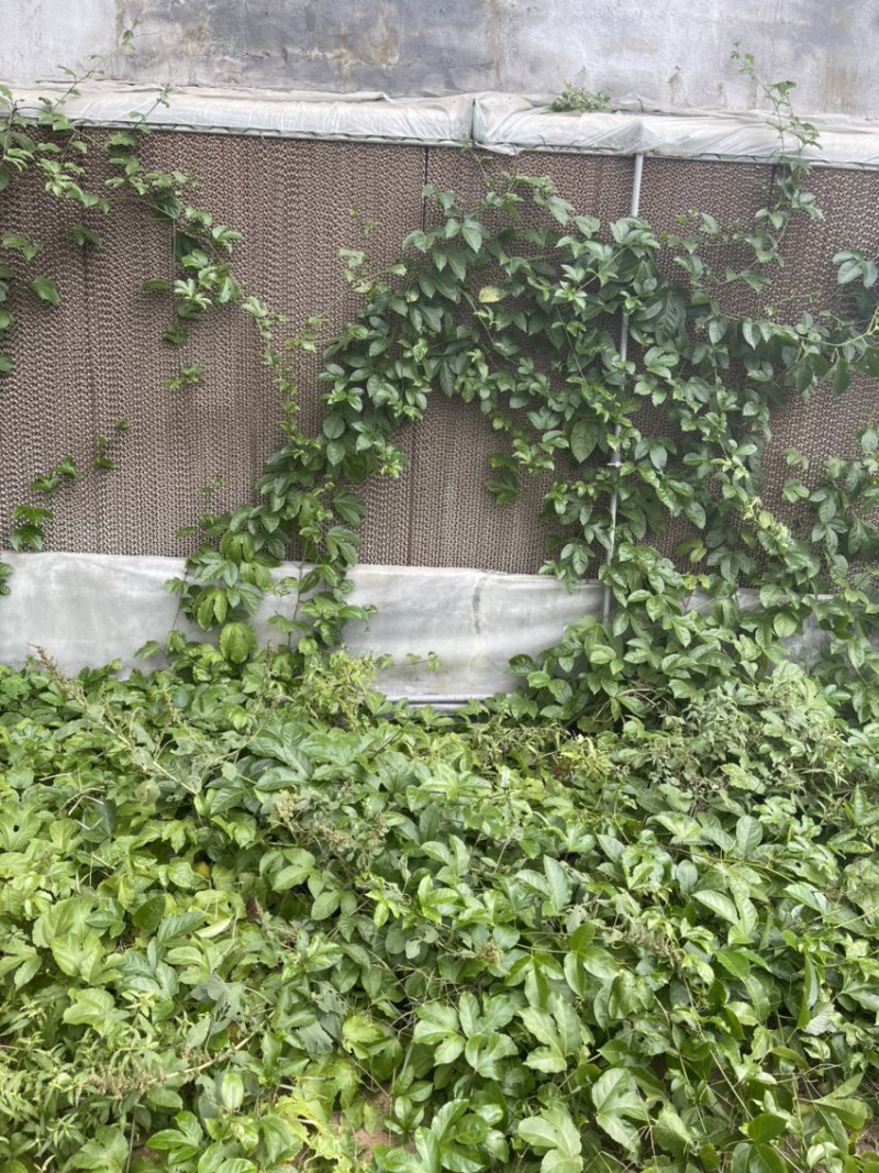 百香果苗
