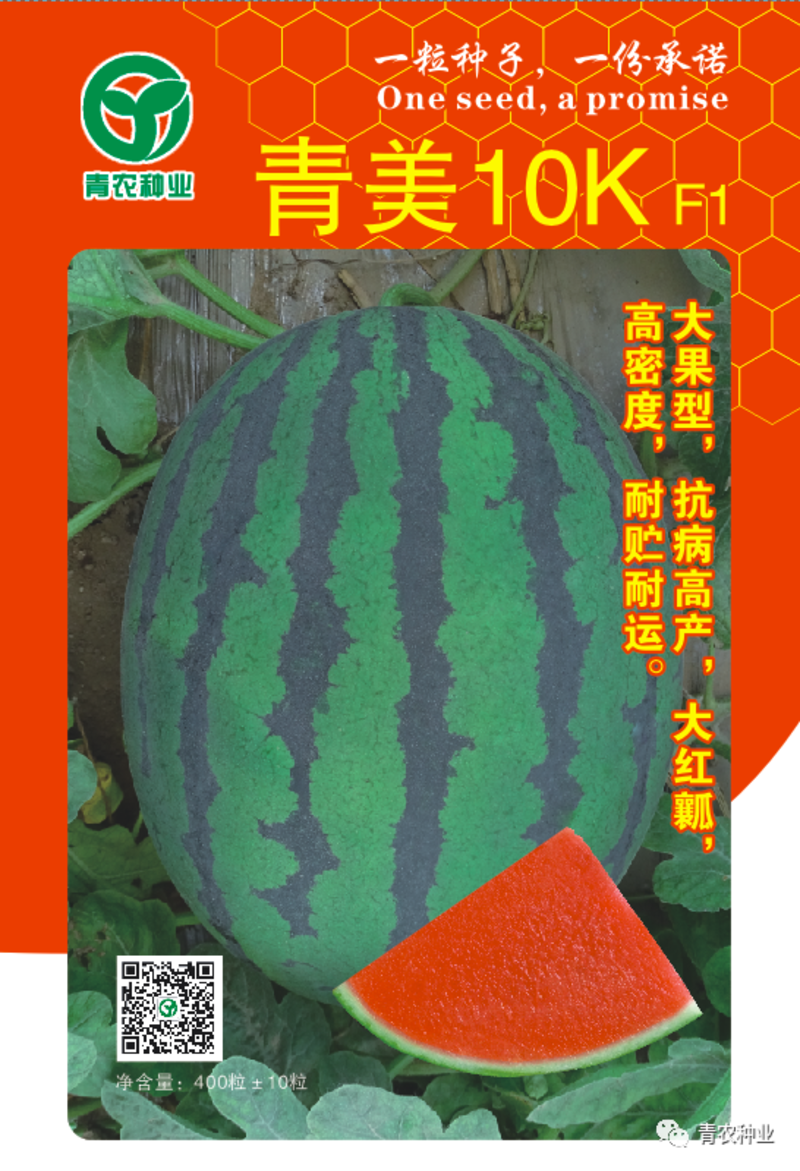 甜王青美10KF1大果型，大红瓤，密度高，抗病高产