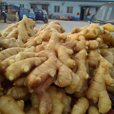 山东大黄姜优质生姜产地直销保证质量价格便宜全国发货