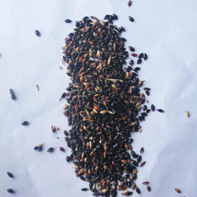 苏丹草种子奥斯曼雷霆生力苏丹草四季牧草种子牛羊饲料鱼草籽