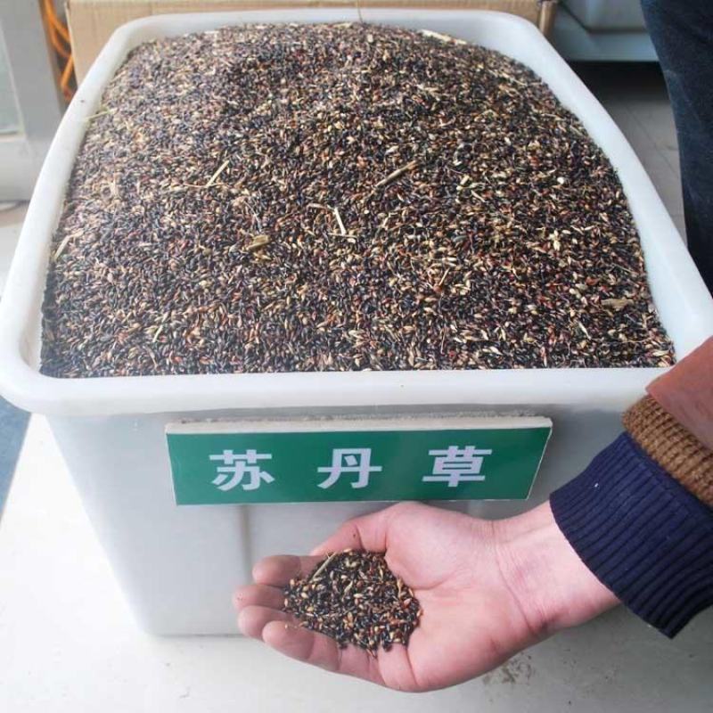 苏丹草种子奥斯曼雷霆生力苏丹草四季牧草种子牛羊饲料鱼草籽