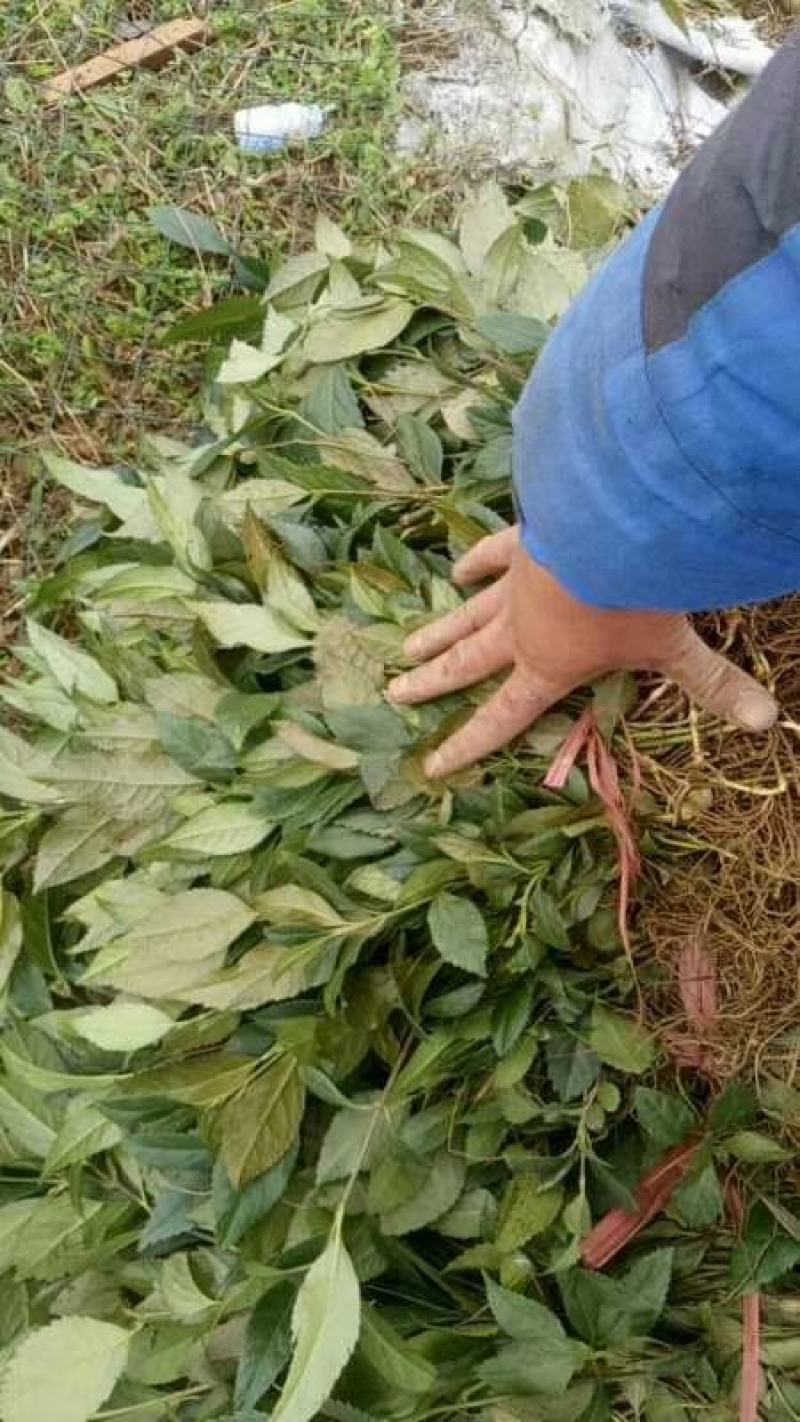 草珊瑚野生种苗