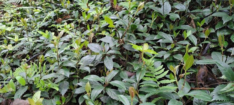 草珊瑚野生种苗