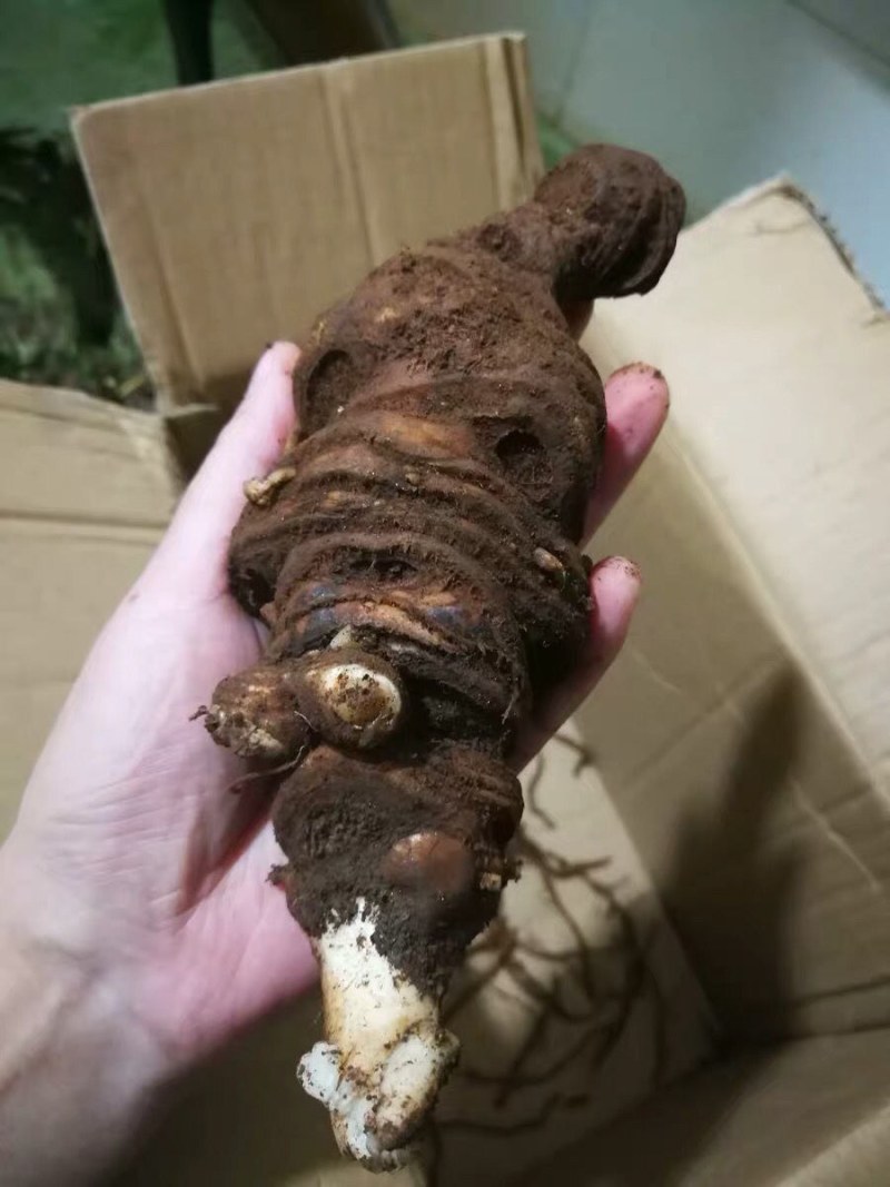 中药材重楼快递当天发货（个头大）质量保证
