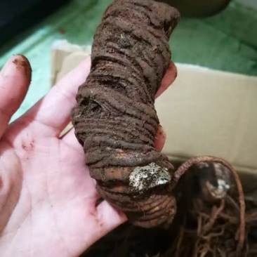 中药材重楼快递当天发货（个头大）质量保证
