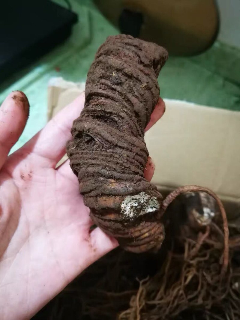 中药材重楼快递当天发货（个头大）质量保证
