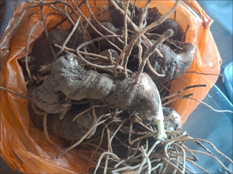 中药材重楼快递当天发货（个头大）质量保证