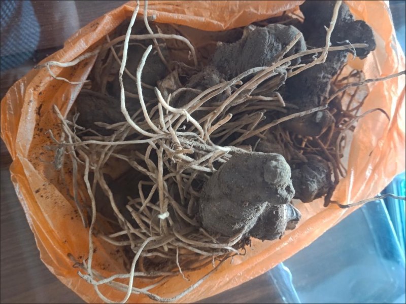 中药材重楼快递当天发货（个头大）质量保证