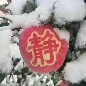 静宁苹果上市啦初雪️过后更有一般滋味送