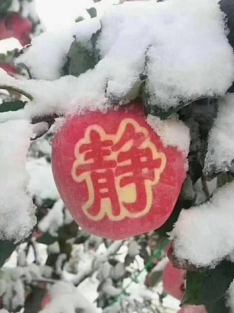 静宁苹果上市啦初雪️过后更有一般滋味送